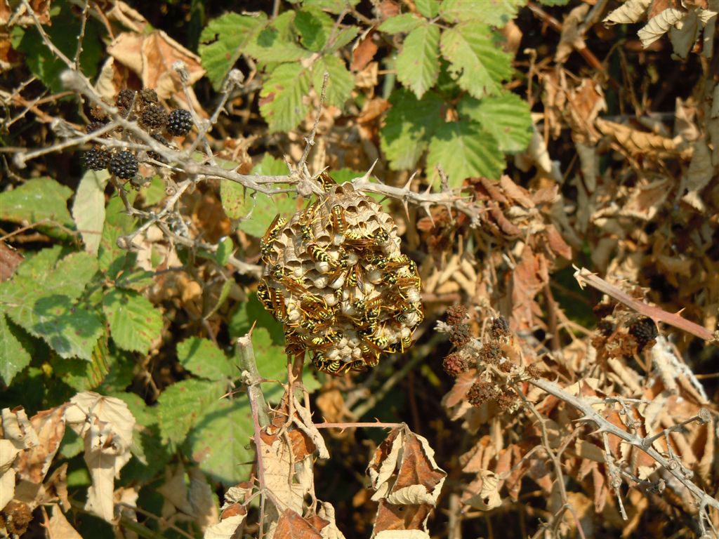 Nido di Polistes gallicus